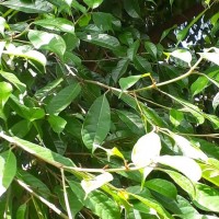 Ficus nervosa Roth